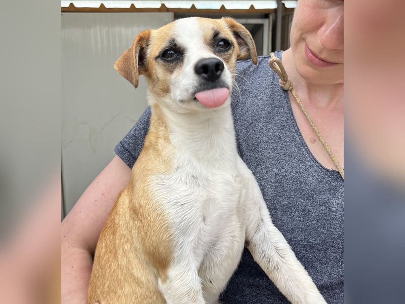 Kleine, liebe, anhängliche  Honey sucht Familie (D/CH/LUX)
