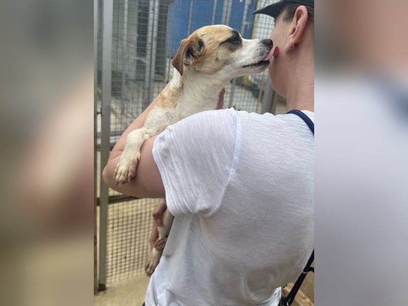 Kleine, liebe, anhängliche  Honey sucht Familie (D/CH/LUX)