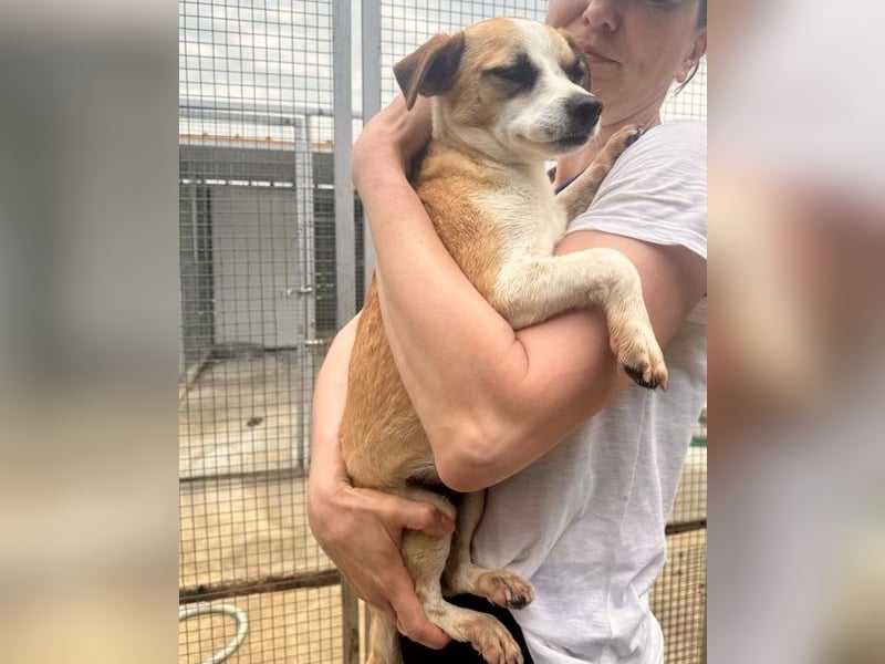 Kleine, liebe, anhängliche  Honey sucht Familie (D/CH/LUX)