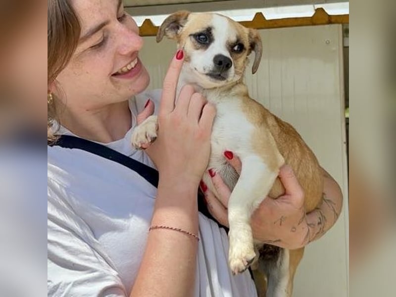 Kleine, liebe, anhängliche  Honey sucht Familie (D/CH/LUX)