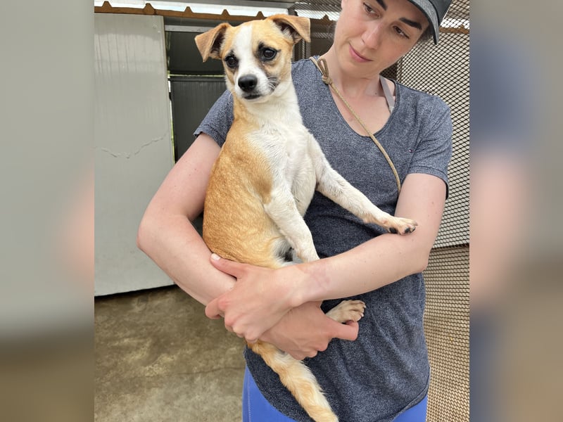 Kleine, liebe, anhängliche  Honey sucht Familie (D/CH/LUX)