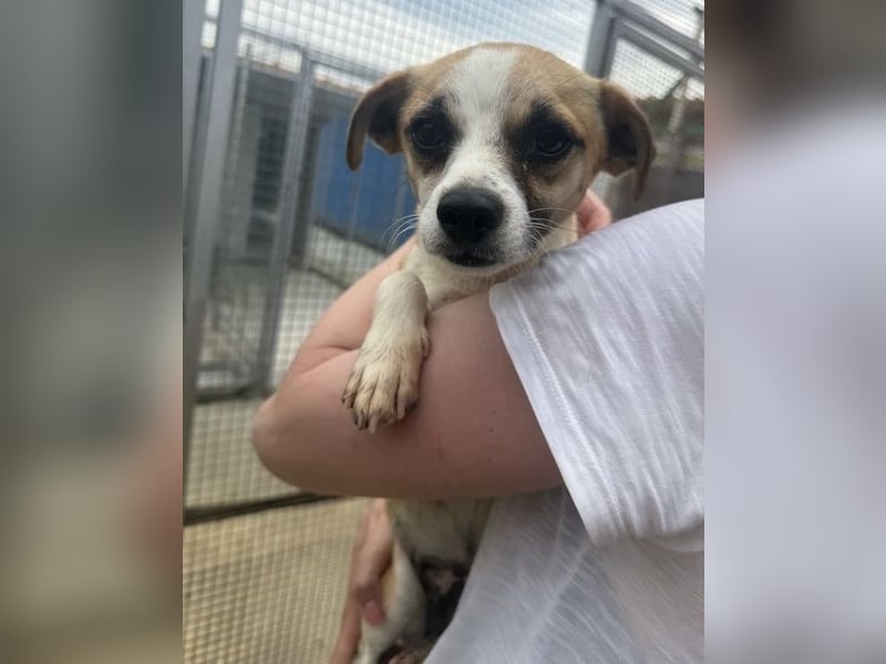 Kleine, liebe, anhängliche  Honey sucht Familie (D/CH/LUX)