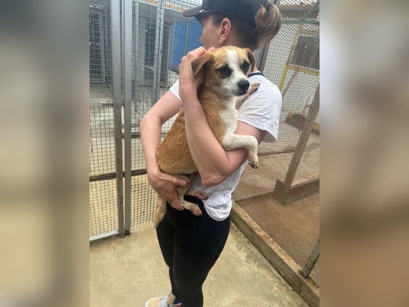 Kleine, liebe, anhängliche  Honey sucht Familie (D/CH/LUX)