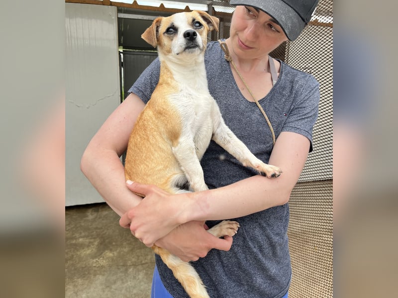 Kleine, liebe, anhängliche  Honey sucht Familie (D/CH/LUX)