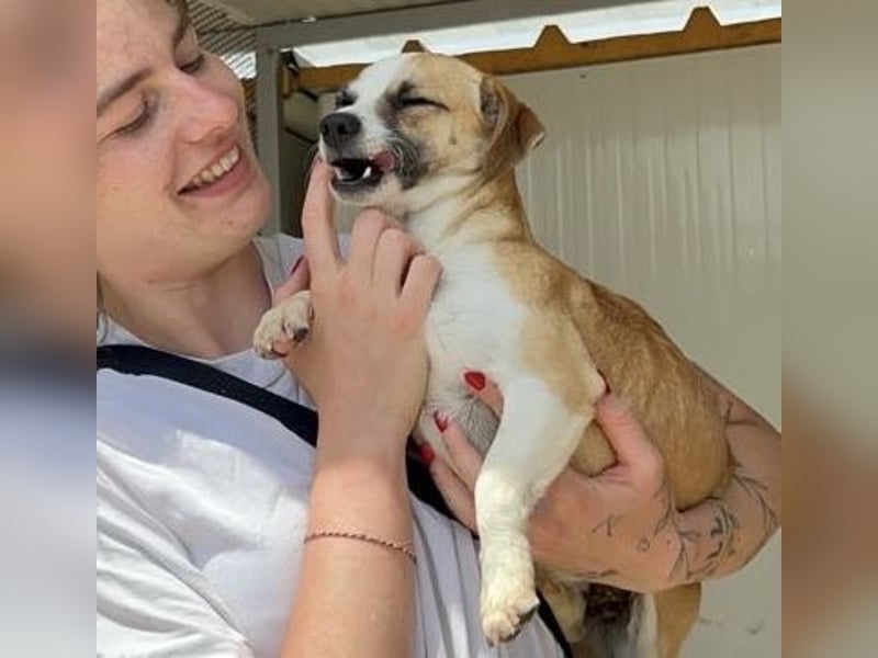 Kleine, liebe, anhängliche  Honey sucht Familie (D/CH/LUX)