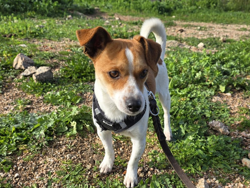 Dino: 1000 Streichelhände gesucht