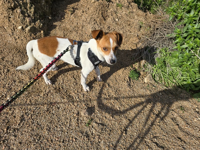Dino: 1000 Streichelhände gesucht