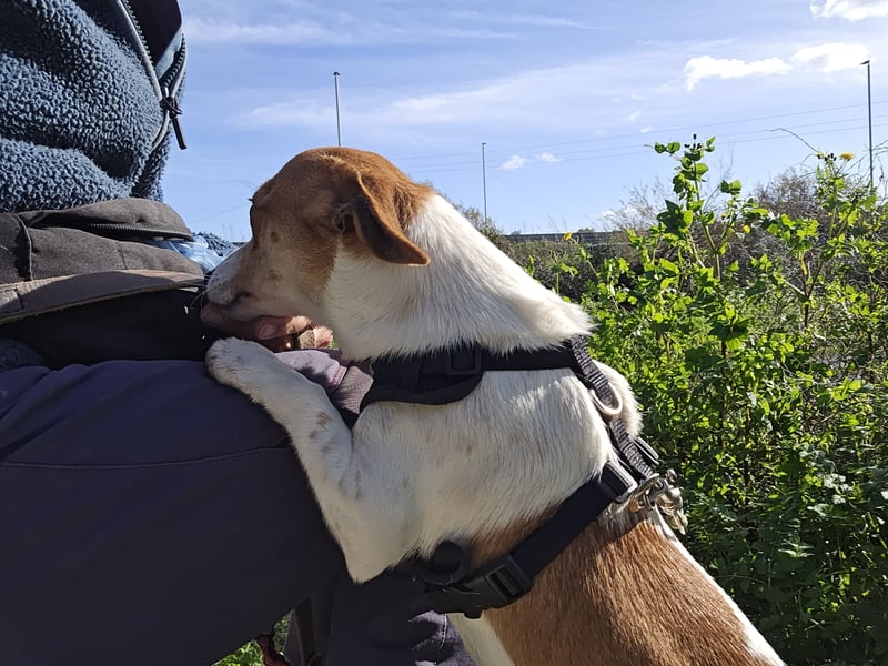Dino: 1000 Streichelhände gesucht