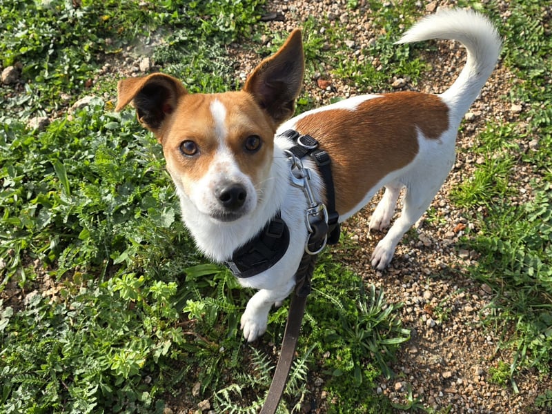 Dino: 1000 Streichelhände gesucht