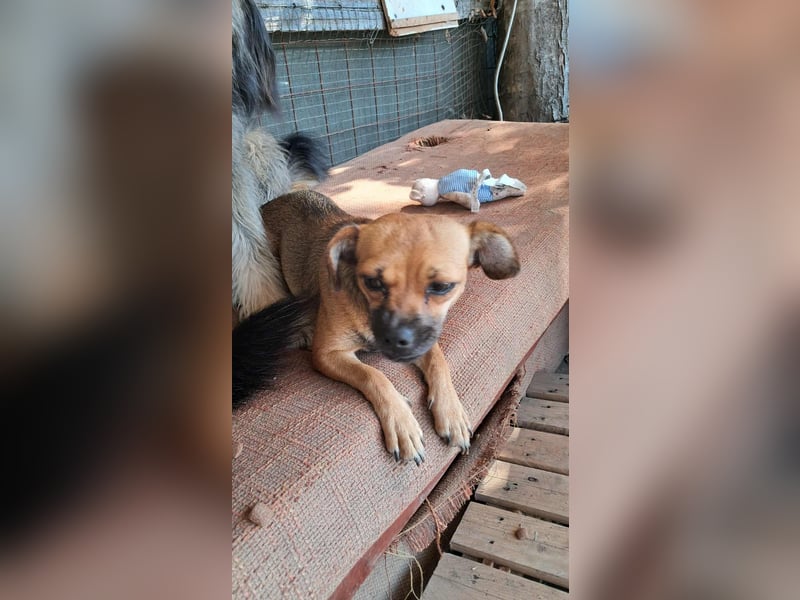 Kleine Isolde sucht Zuhause