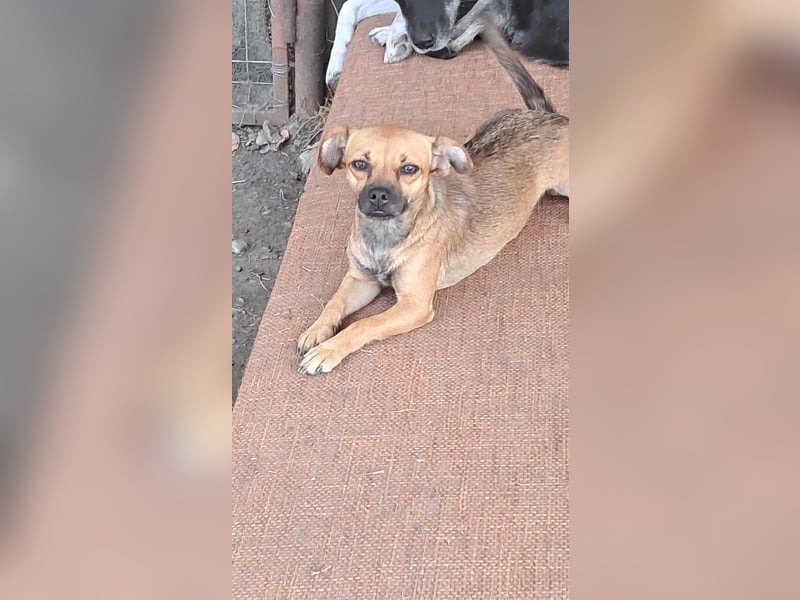 Kleine Isolde sucht Zuhause