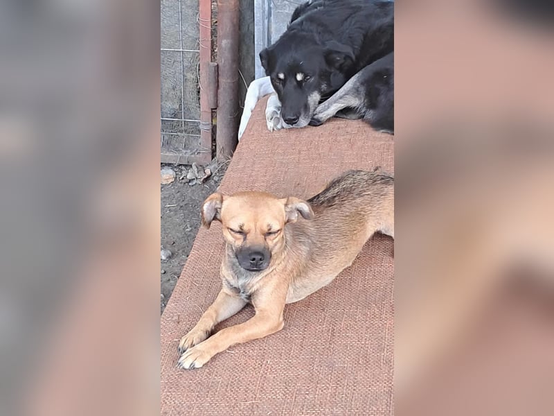 Kleine Isolde sucht Zuhause