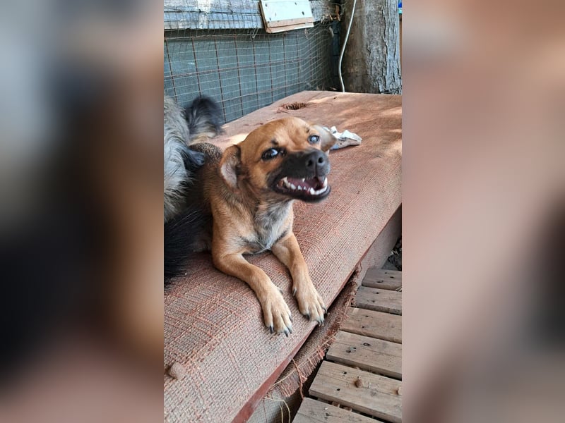 Kleine Isolde sucht Zuhause