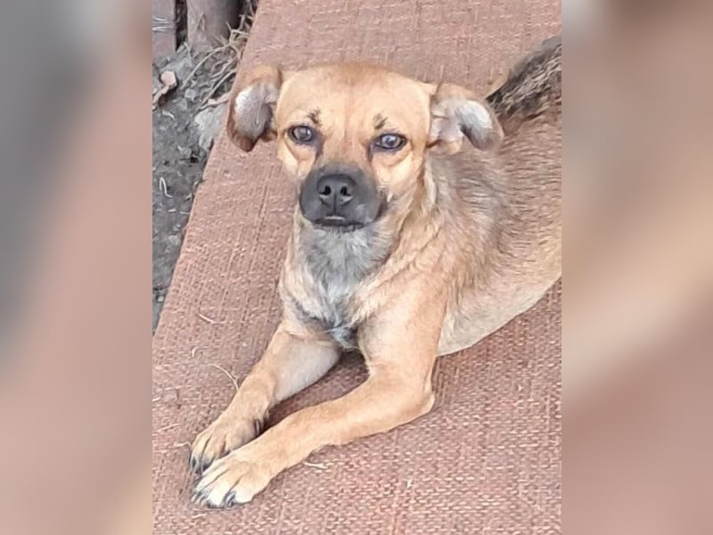 Kleine Isolde sucht Zuhause