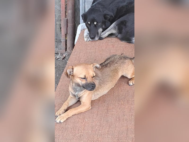 Kleine Isolde sucht Zuhause