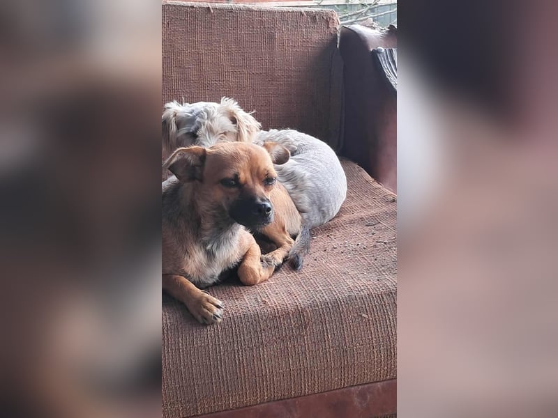 Kleine Isolde sucht Zuhause