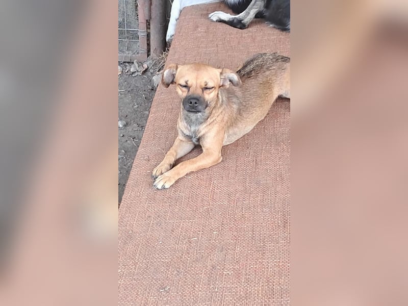 Kleine Isolde sucht Zuhause