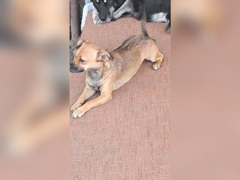 Kleine Isolde sucht Zuhause