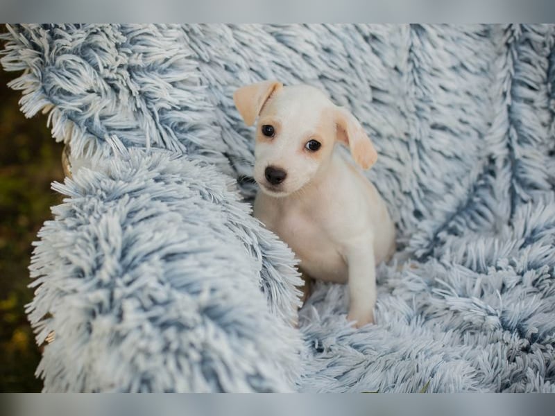 Chip 289246 - Schnullialarm im Tierheim Prijatelji