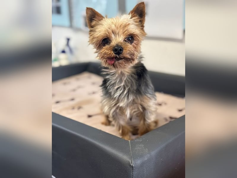 MIKY - der aktive, verspielte und neugierige kleine Senior suchte eine liebevolle Familie!
