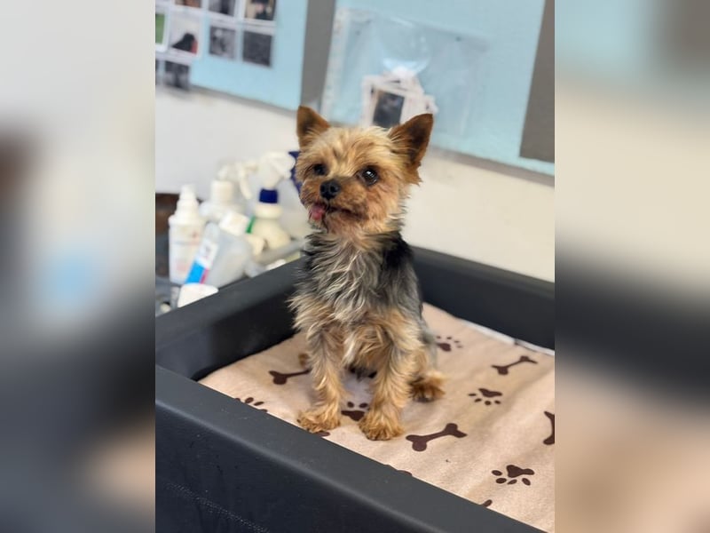 MIKY - der aktive, verspielte und neugierige kleine Senior suchte eine liebevolle Familie!