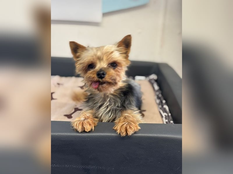 MIKY - der aktive, verspielte und neugierige kleine Senior suchte eine liebevolle Familie!
