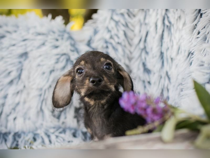 Chipnummer 277664 - hier wird eine Namenspatenschaft gesucht und eine Familie