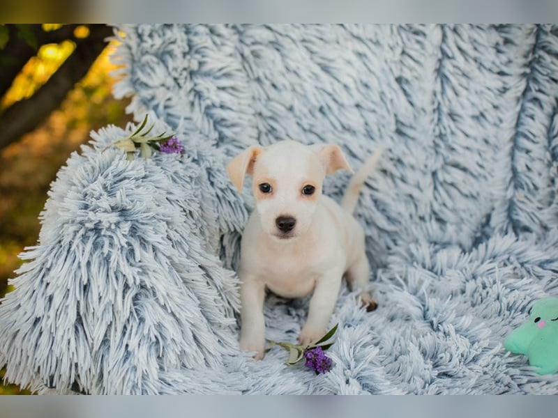 Chip 289246 - Schnullialarm im Tierheim Prijatelji