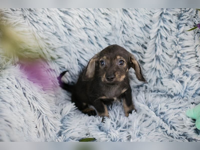 Chipnummer 277664 - hier wird eine Namenspatenschaft gesucht und eine Familie