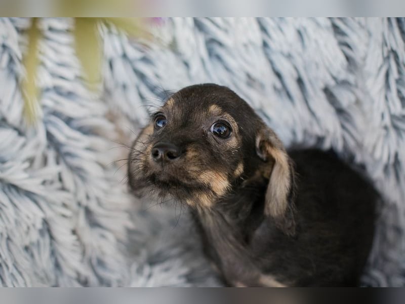 Chipnummer 277664 - hier wird eine Namenspatenschaft gesucht und eine Familie