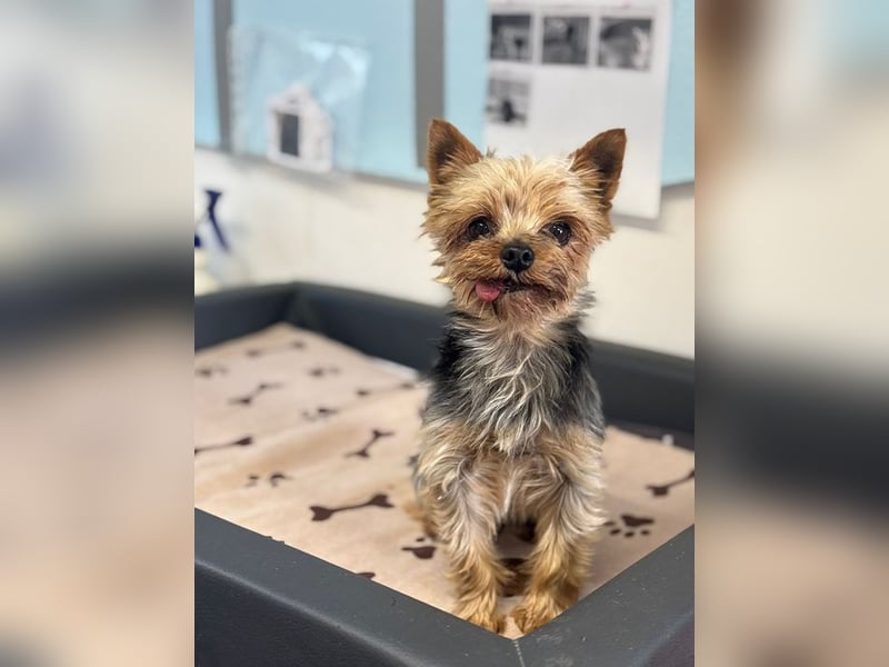 MIKY - der aktive, verspielte und neugierige kleine Senior suchte eine liebevolle Familie!