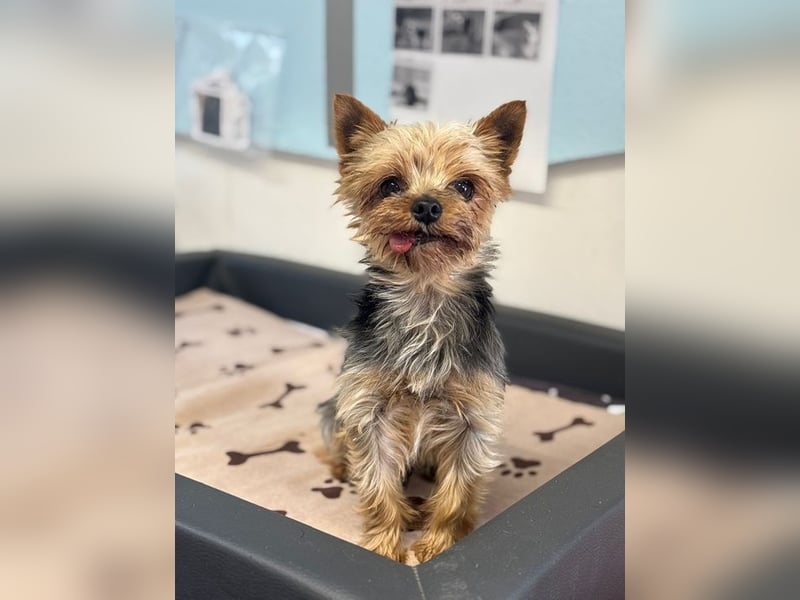 MIKY - der aktive, verspielte und neugierige kleine Senior suchte eine liebevolle Familie!