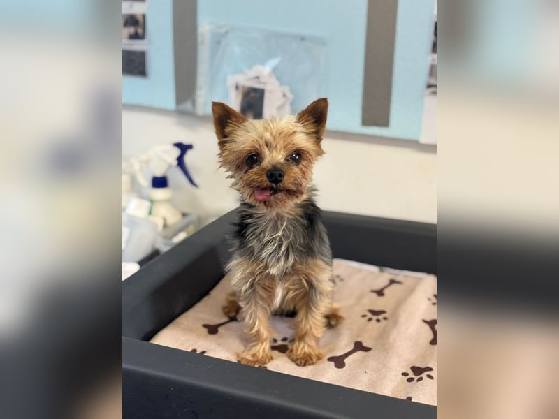 MIKY - der aktive, verspielte und neugierige kleine Senior suchte eine liebevolle Familie!