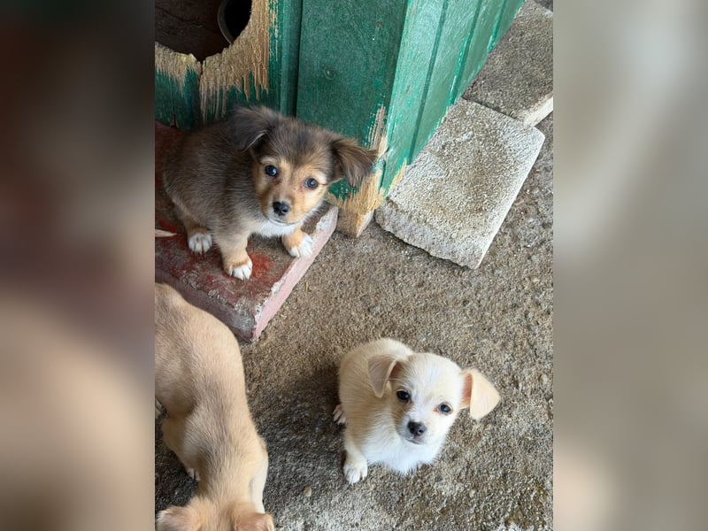  Molly – kleines Hundemädchen sucht ihre Familie 