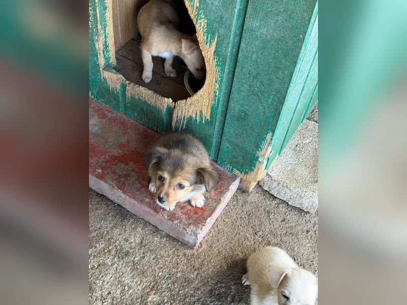  Molly – kleines Hundemädchen sucht ihre Familie 