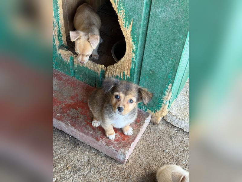 Molly – kleines Hundemädchen sucht ihre Familie 