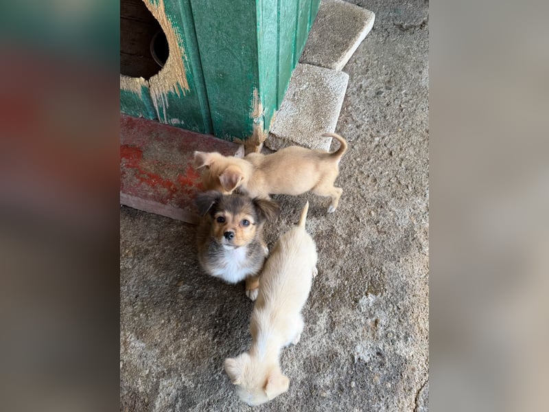  Molly – kleines Hundemädchen sucht ihre Familie 