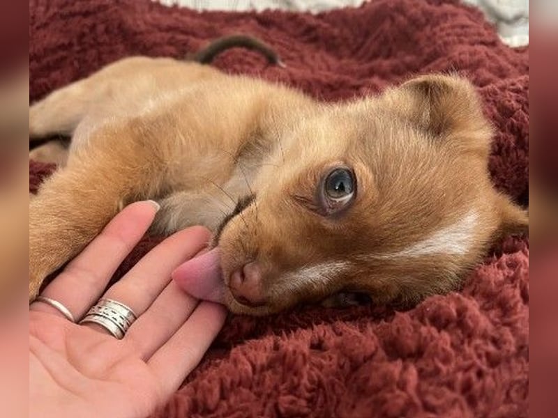 Klee, kleine süße Maus wartet auf ihre Herzensmenschen