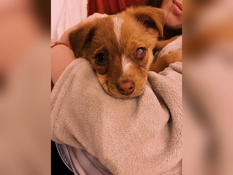 Klee, kleine süße Maus wartet auf ihre Herzensmenschen