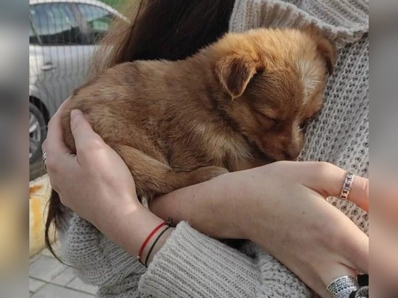 Klee, kleine süße Maus wartet auf ihre Herzensmenschen