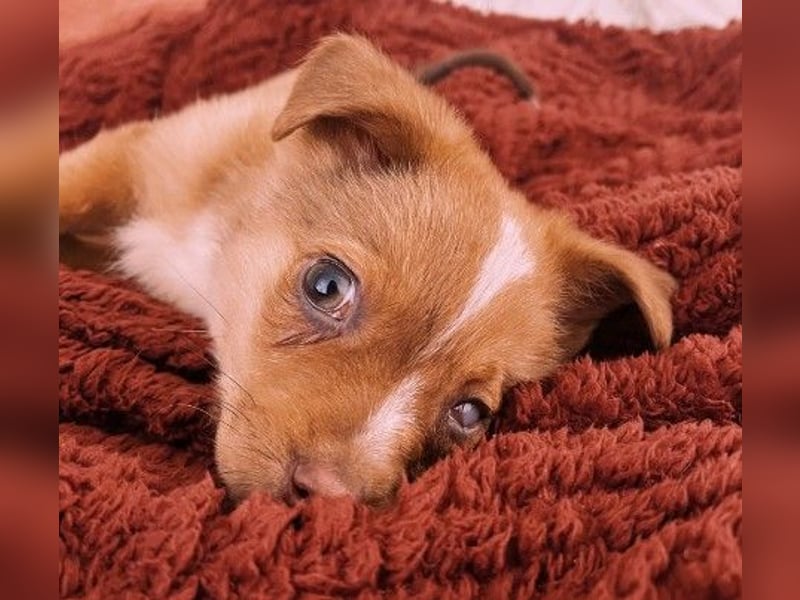 Klee, kleine süße Maus wartet auf ihre Herzensmenschen