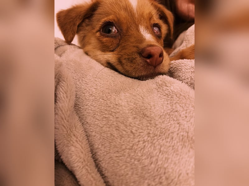 Klee, kleine süße Maus wartet auf ihre Herzensmenschen