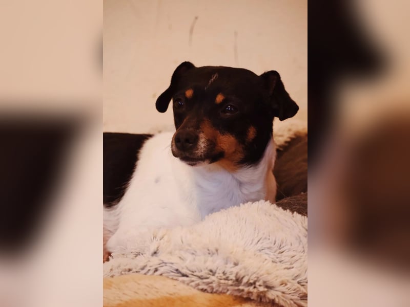 Pamina- klein und zuckersüß