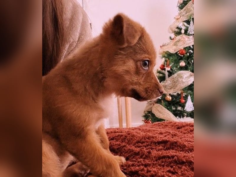 Klee, kleine süße Maus wartet auf ihre Herzensmenschen