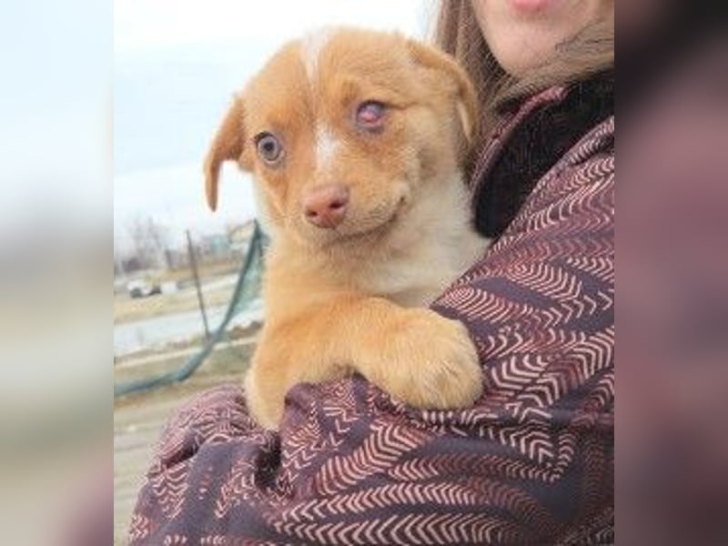 Klee, kleine süße Maus wartet auf ihre Herzensmenschen