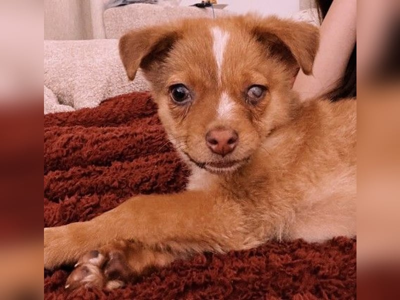 Klee, kleine süße Maus wartet auf ihre Herzensmenschen