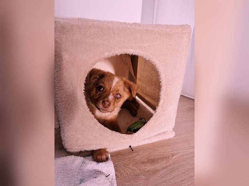 Klee, kleine süße Maus wartet auf ihre Herzensmenschen