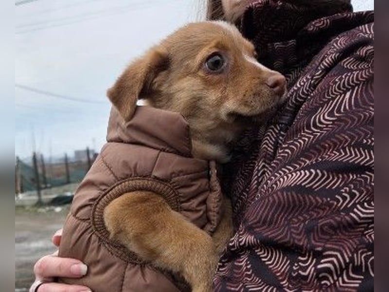 Klee, kleine süße Maus wartet auf ihre Herzensmenschen