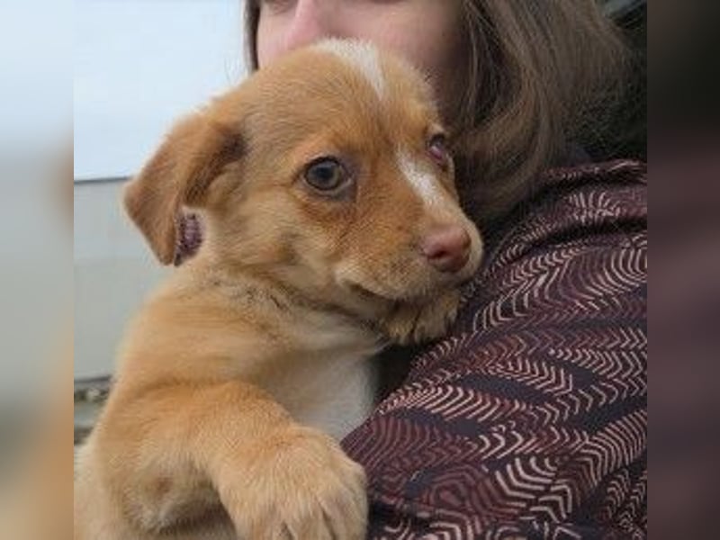 Klee, kleine süße Maus wartet auf ihre Herzensmenschen