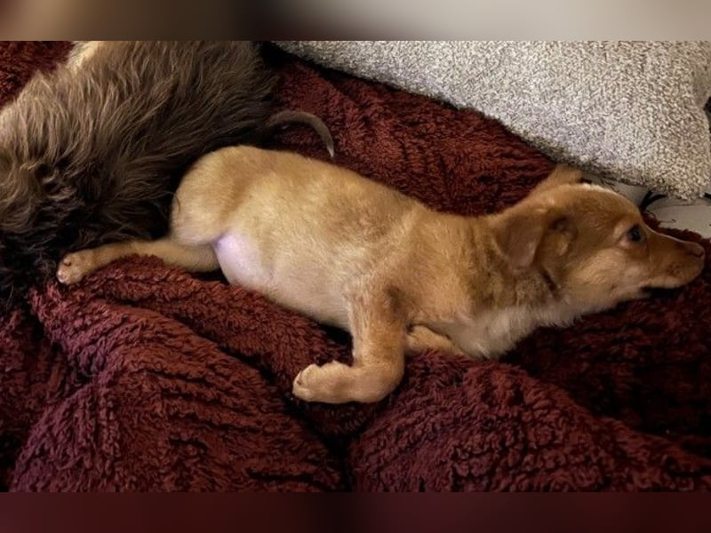 Klee, kleine süße Maus wartet auf ihre Herzensmenschen